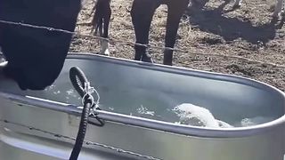 Cute Horse Videos 2