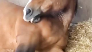 Cute Horse Videos 3