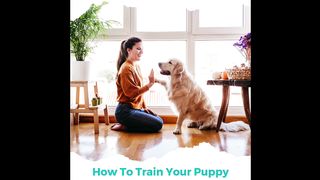 Dog training and solutions