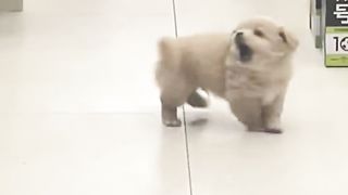 Very cute puppy????????