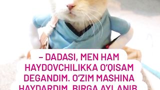 Vay mushukch