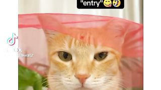 Cute cato 2