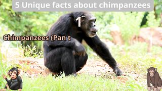 5 Unique Facts about chimpanzees