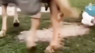 Cute Horse Videos 4