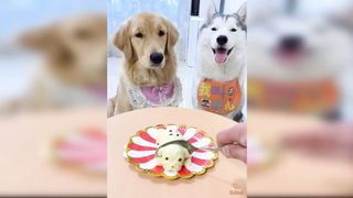 Dog Reaction to Cutting Cake - Funny Dog Cake Reaction Compilation 5