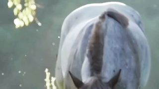 Most Beautiful Horses