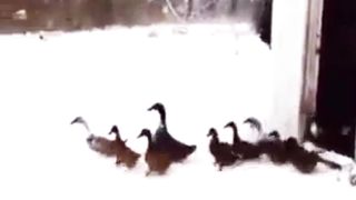 Go back, go back, it's too cold!