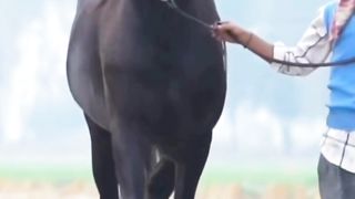 Most Beautiful Horses 4
