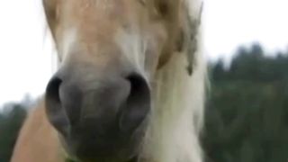 Most Beautiful Horses 5