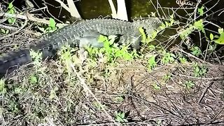 Amazing animals in Florida. Beautiful place ????