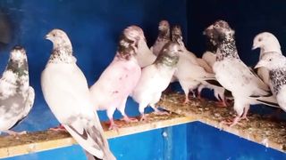 Beautiful flying pigeon breeder pair best