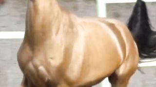 Most Beautiful Horses 7