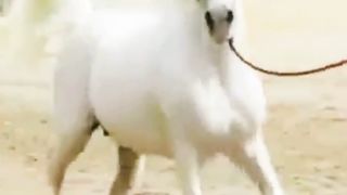 Best Arabic Horse