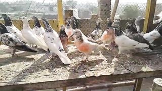 Breeder moti waly golden farooz puri ram puri kamgar pigeon