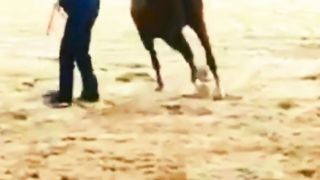 Best Arabic Horse 2