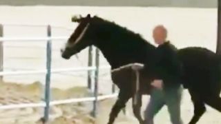 Best Arabic Horse 3