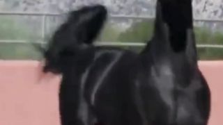The superb Black Arabian