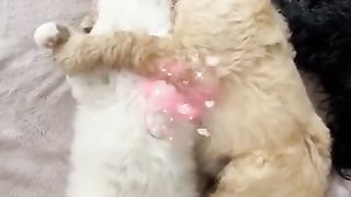 il sans beaux tout le deux