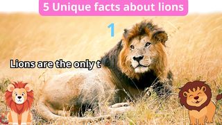 5 Unique Facts about lions