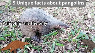 5 Unique Facts about pangolins