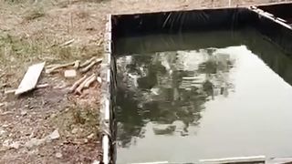 Black pool untuk budidaya ikan lele, ternyata budidaya lele di kresek itu nyata