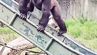 Funny Monkey Viral Video 74