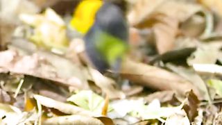 beautiful birds of tropical jungle. beautiful nature