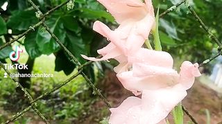 Flor do dia