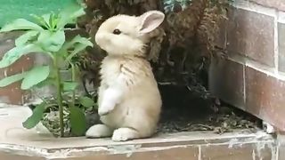 Rabbit standing and eating grass