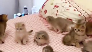 kittens under the futon