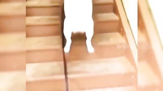 funny cat dog