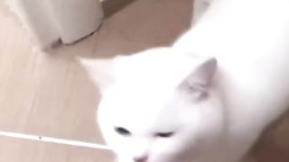 Funny video animals #short #cat