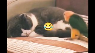 Funniest Animals video #cute