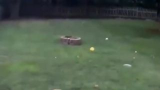 Funniest Animals 2023 #1
