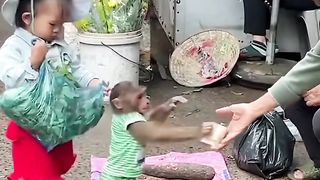 Cat and Monkey Hillarious video compilations.