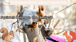 5 Unique Facts about squirrels