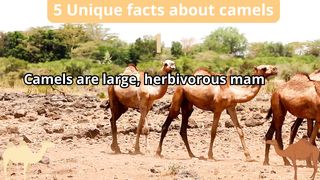 5 Unique Facts about camels