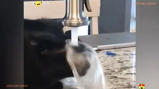 Videos _Try Not To Laugh Compilation _ Cute People And Animals Doing Funny Things