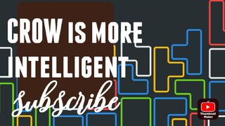 Crow is more intelligent