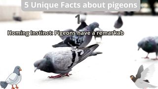 5 Unique Facts about pigeons