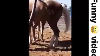 Funny video don’t stop laugh please subscribe and like