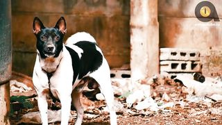 Top 10 illegal dogs