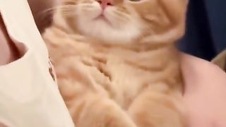 A cat being held