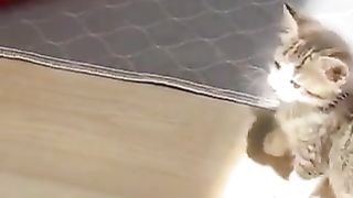 A cat who wants to touch the sunlight