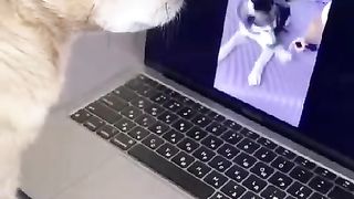 Smart Dog #pets