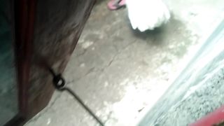 a chicken who doesn't have a home