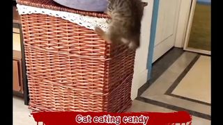 cat eating candy