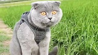 Cat baby 4