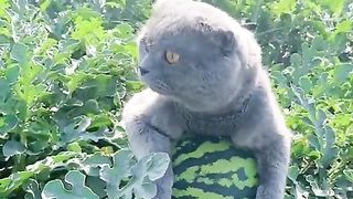 Cat lovers 9