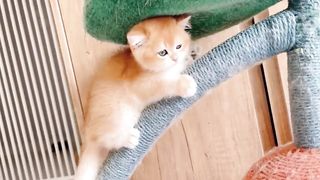 Cat babies